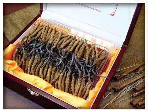 宁强冬虫夏草回收